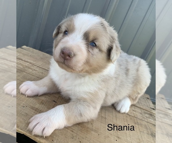 Medium Photo #12 Australian Shepherd Puppy For Sale in LYNN, IN, USA