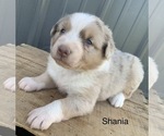 Small Photo #12 Australian Shepherd Puppy For Sale in LYNN, IN, USA