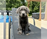 Small #2 Labrador Retriever
