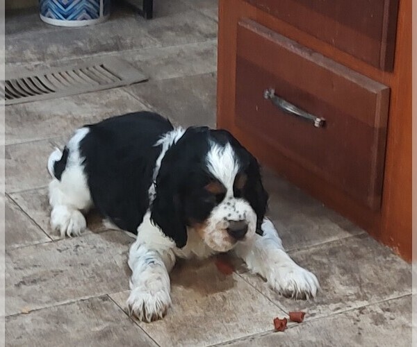 Medium Photo #3 English Springer Spaniel Puppy For Sale in GLEN SAINT MARY, FL, USA