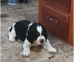 Small #2 English Springer Spaniel