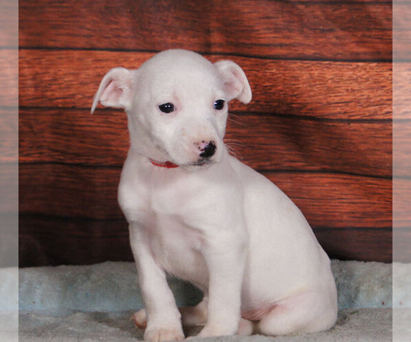 Medium Photo #1 Jack Russell Terrier Puppy For Sale in PENNS CREEK, PA, USA
