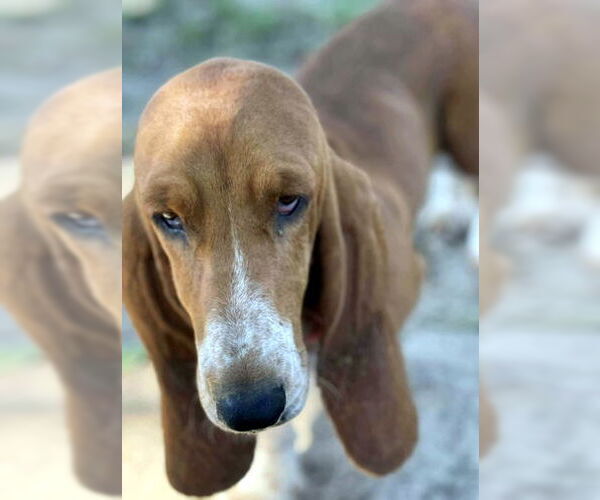 Medium Photo #2 Basset Hound Puppy For Sale in Deepwater, NJ, USA