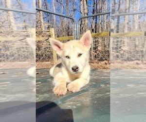 Alaskan Husky-Alaskan Malamute Mix Puppy for sale in RANDLEMAN, NC, USA