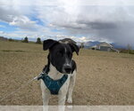 Small #1 Border Collie Mix