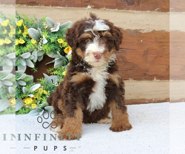 Medium Photo #3 Bernedoodle (Miniature) Puppy For Sale in NARVON, PA, USA