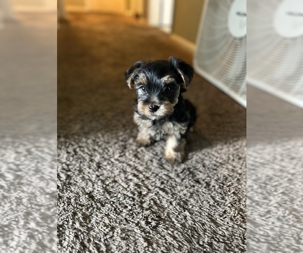 Medium Photo #1 Yorkshire Terrier Puppy For Sale in WEST COVINA, CA, USA