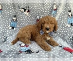Small #7 Cavapoo (Standard)