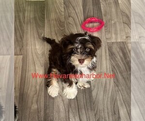 Havanese Puppy for sale in MBORO, TN, USA