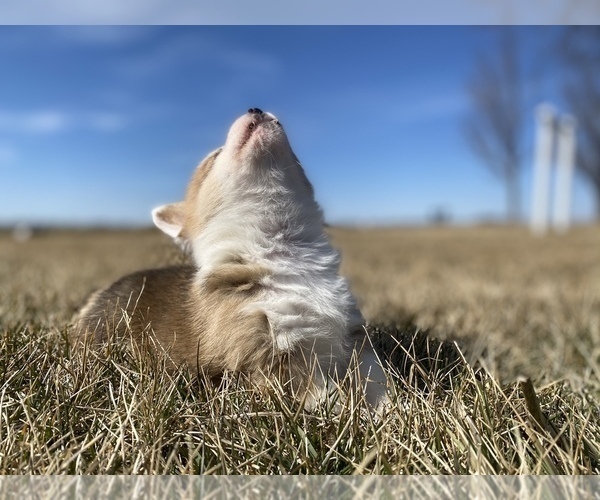 View Ad: Pembroke Welsh Corgi Puppy for Sale near Illinois, ARTHUR, USA. ADN-246979