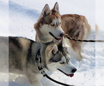 Small Photo #2 Siberian Husky Puppy For Sale in Omaha, NE, USA