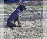 Small #6 Labrador Retriever Mix