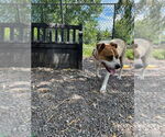 Small #3 Bulldog Mix