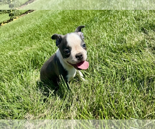 Medium Photo #10 Boston Terrier Puppy For Sale in BREMEN, IN, USA