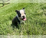 Small #9 Boston Terrier