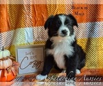 Puppy Puppy 6 Miniature Australian Shepherd