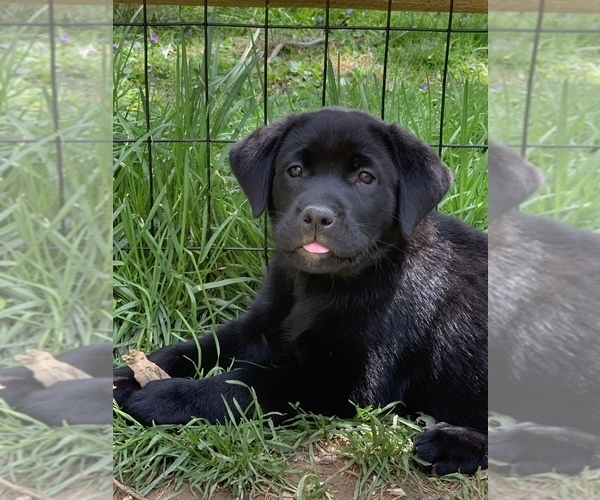 Medium Photo #1 Labrador Retriever Puppy For Sale in FOREST HILL, MD, USA