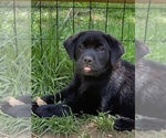 Small Photo #1 Labrador Retriever Puppy For Sale in FOREST HILL, MD, USA