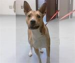 Small Carolina Dog Mix