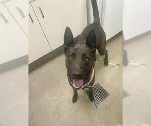 Mutt Dogs for adoption in HESPERIA, CA, USA