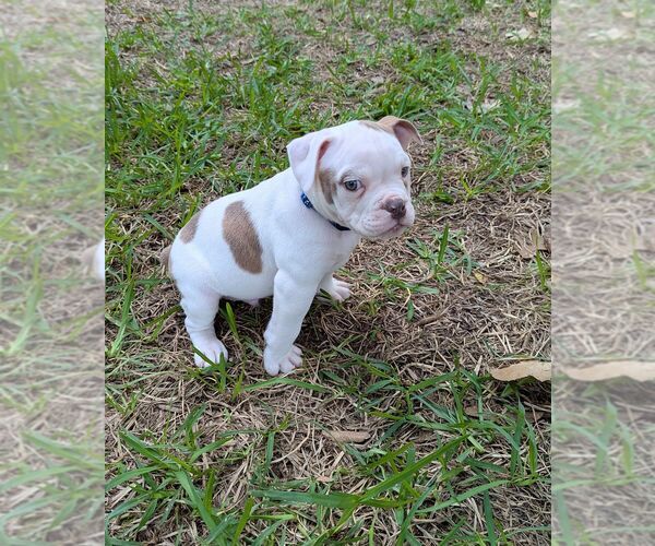 Medium Photo #8 Olde English Bulldogge Puppy For Sale in AUSTIN, TX, USA