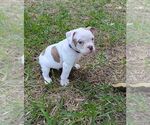 Small #7 Olde English Bulldogge
