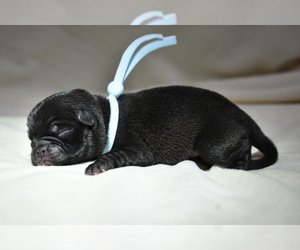Pug Puppy for sale in PALM COAST, FL, USA