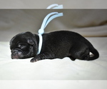 Small Pug