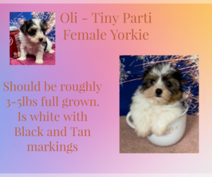 Yorkshire Terrier Puppy for sale in AZLE, TX, USA