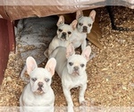 Small Photo #12 French Bulldog Puppy For Sale in GLENDORA, CA, USA