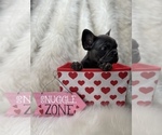 Small Photo #14 French Bulldog Puppy For Sale in CLIFTON, NJ, USA