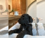 Small Photo #5 Sheepadoodle Puppy For Sale in BURLINGTON, KY, USA
