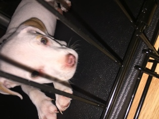 American Pit Bull Terrier Puppy for sale in NAPERVILLE, IL, USA