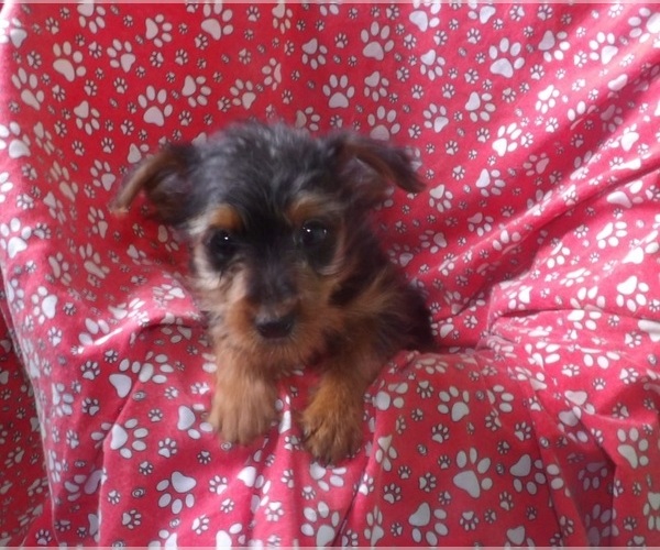 Medium Photo #2 Yorkshire Terrier Puppy For Sale in PATERSON, NJ, USA
