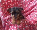 Small #1 Yorkshire Terrier