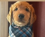 Litter of 10 - Male(s) and Female(s) Golden RetrieverLitter of Puppies for Sale - Photo #2