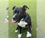 Small #2 Boxer Mix