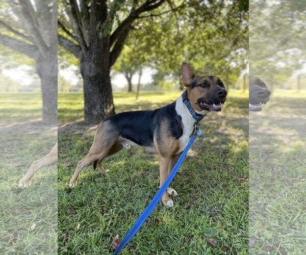 Medium Photo #3 Bull Terrier-Unknown Mix Puppy For Sale in Rockaway, NJ, USA