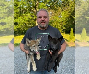 Wolf Hybrid Puppy for Sale in FORT PAYNE, Alabama USA
