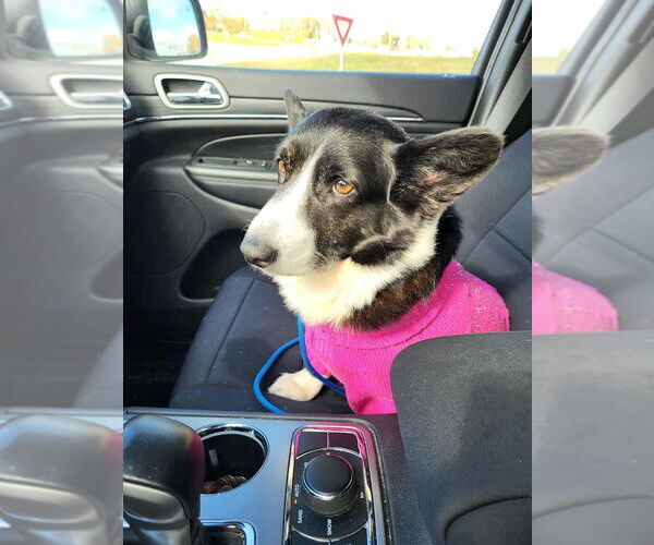 Medium Photo #2 Mutt Puppy For Sale in Foristell, MO, USA