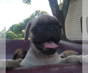 Jug Puppy for sale in CADIZ, KY, USA