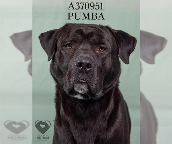 Medium Photo #2 Mutt Puppy For Sale in Stockton, CA, USA