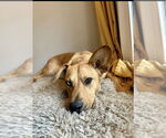 Small Black Mouth Cur Mix