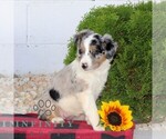 Small #1 Miniature Australian Shepherd