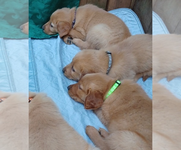 Medium Photo #10 Golden Retriever Puppy For Sale in EARLY BRANCH, SC, USA