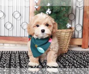 ShihPoo Puppy for sale in NAPLES, FL, USA