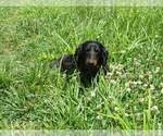 Small Photo #1 Dachshund Puppy For Sale in CHANUTE, KS, USA