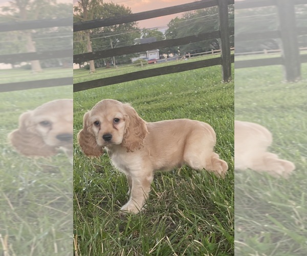 Medium Photo #4 Cocker Spaniel Puppy For Sale in CANOGA, NY, USA