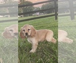 Small #3 Cocker Spaniel