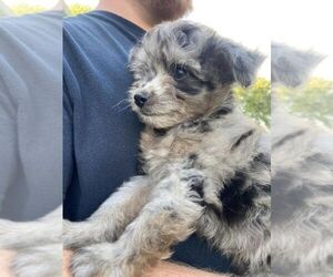 Miniature Australian Shepherd-Poodle (Toy) Mix Puppy for sale in LAWRENCEBURG, TN, USA